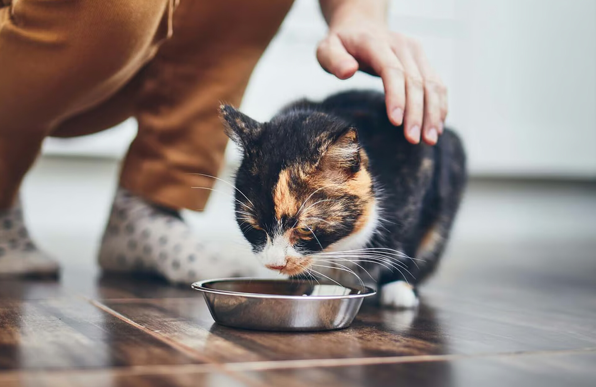 Hipoalerjenik Kedi Maması Nedir? - Neden Düşük Tahıllı Hipoalerjenik Maması Almalıyız?