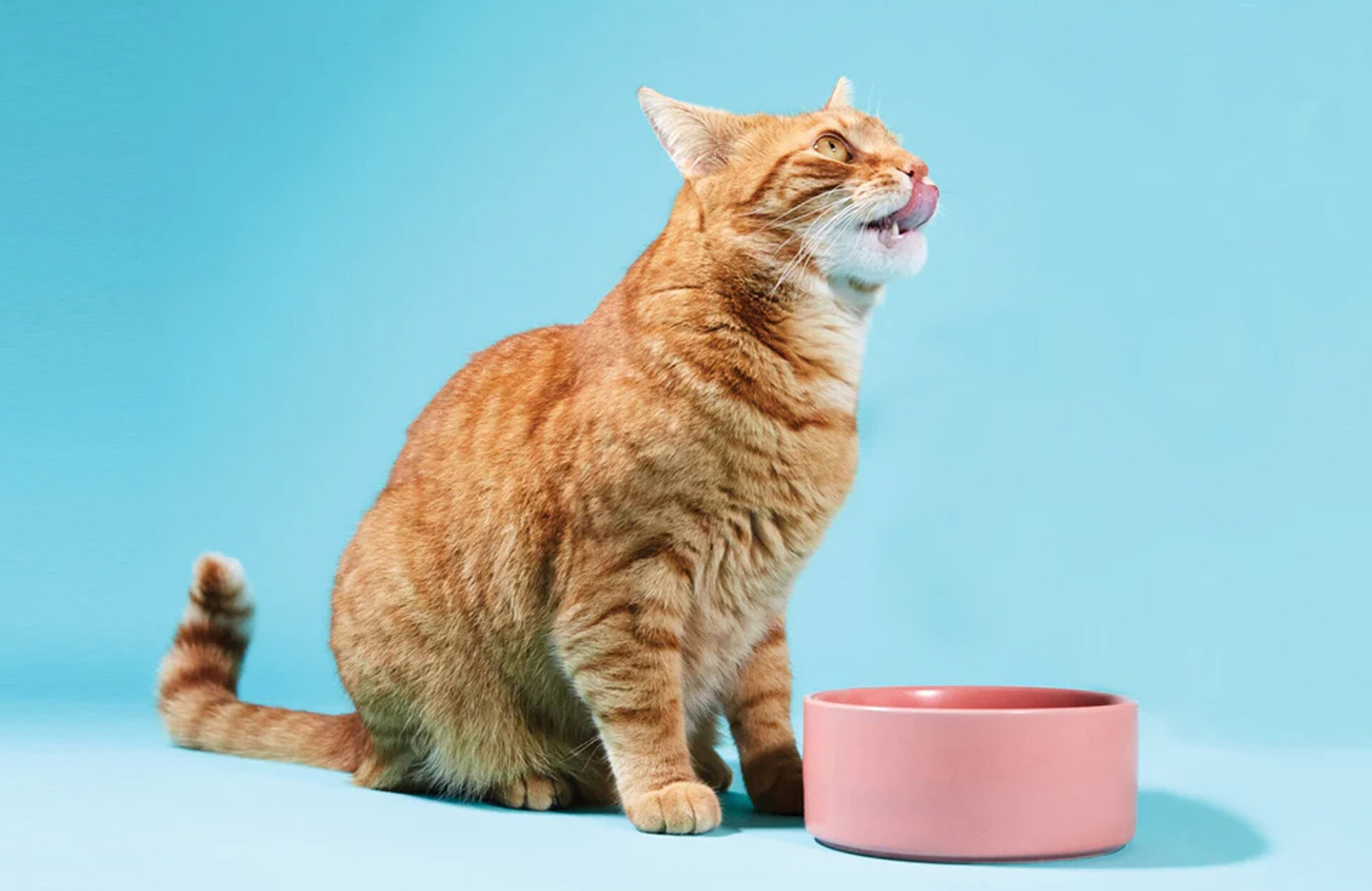Tüy Dökülmesini Önleyici En İyi Kedi Mamaları