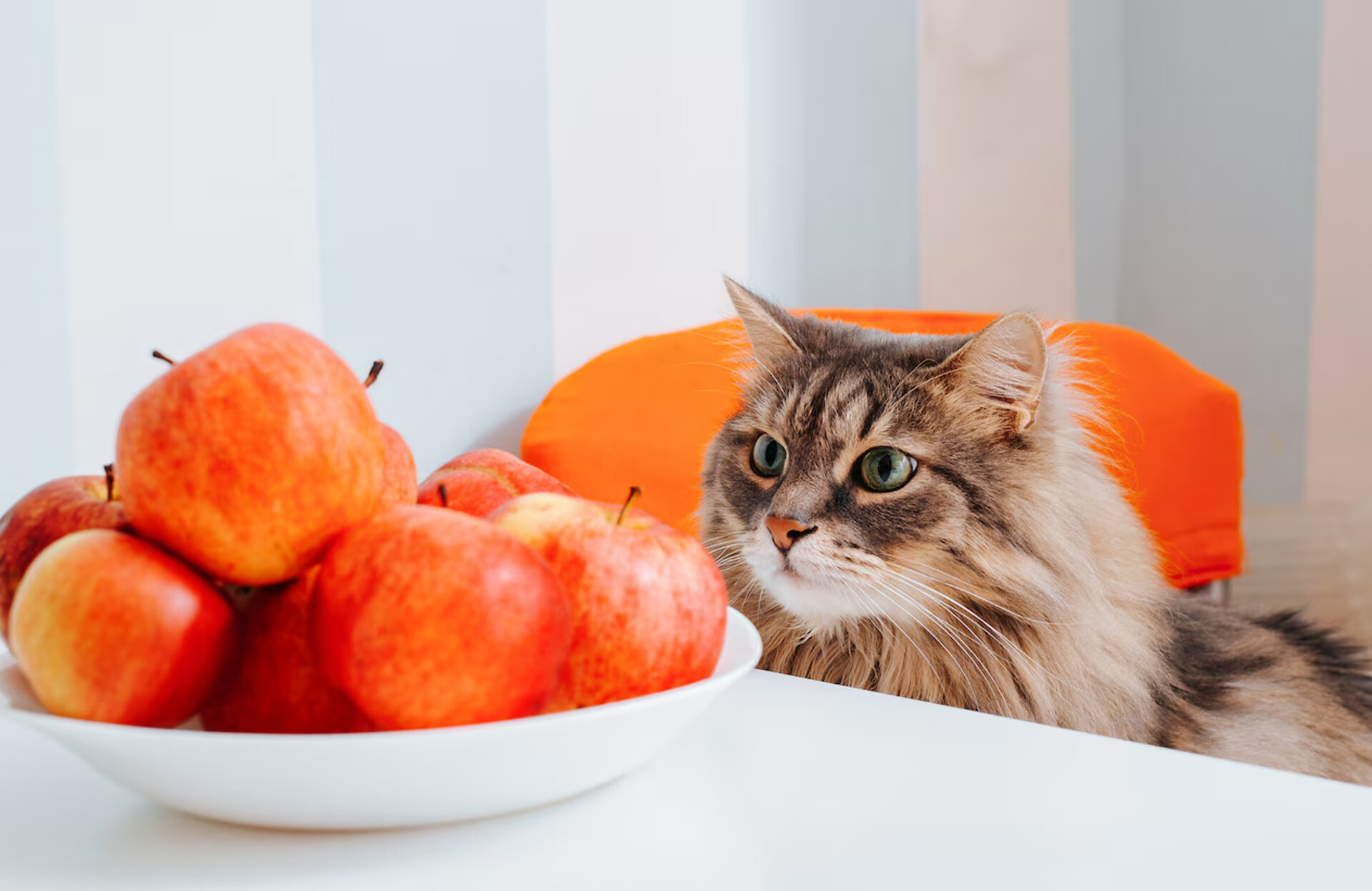 Kedilere Kilo Aldıran Yiyecekler ve Öneriler