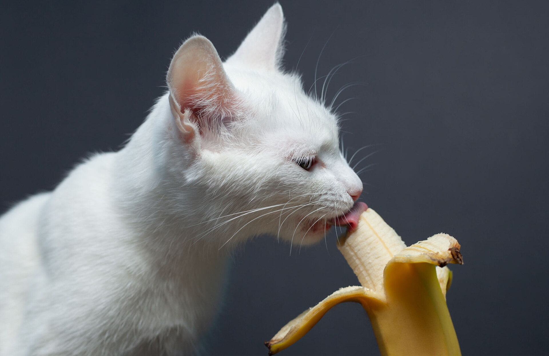 Kediler Muz Yer mi? Kediler İçin Muz Güvenli mi?