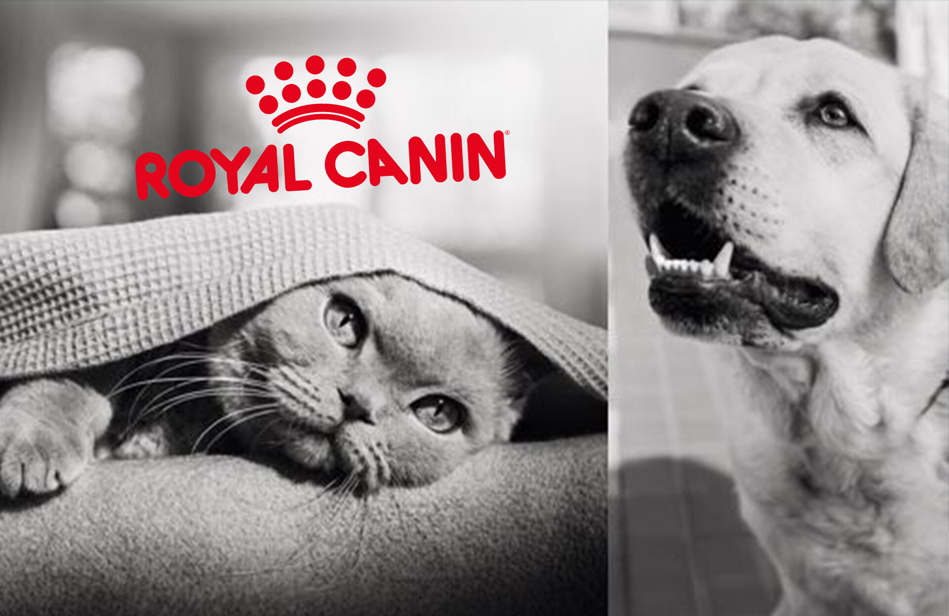 Royal Canin Ürün Rehberi ve Orijinallik Ansiklopedisi