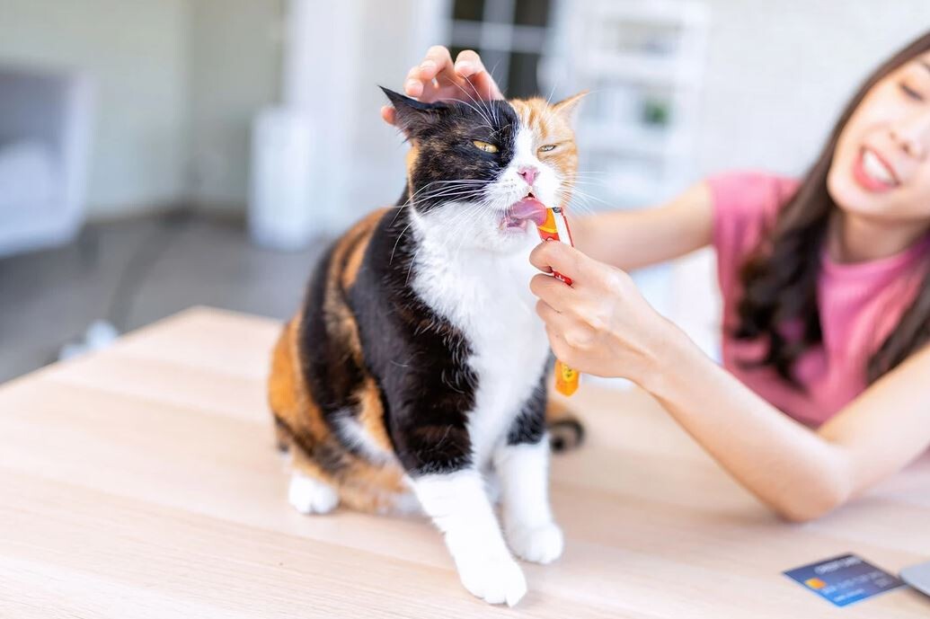 Kedi Maltı Nedir Ve Kedi Maltı Ne İçin Kullanmalıdır?