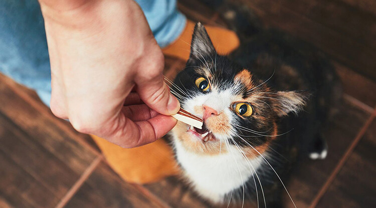 Kediler İçin Zararlı Yiyecekler Nelerdir?