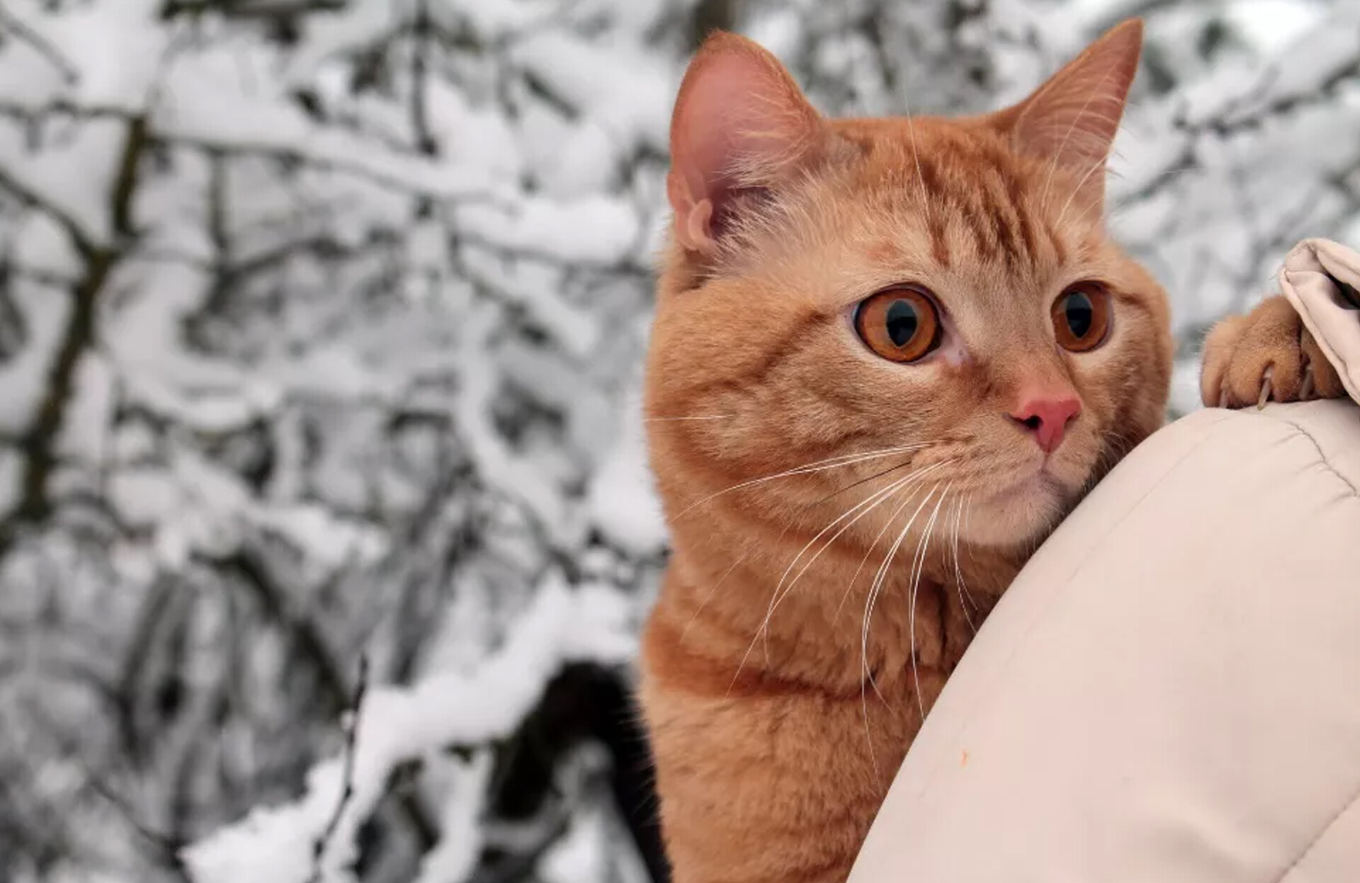 Kediler İçin Zararlı Yiyecekler Nelerdir?