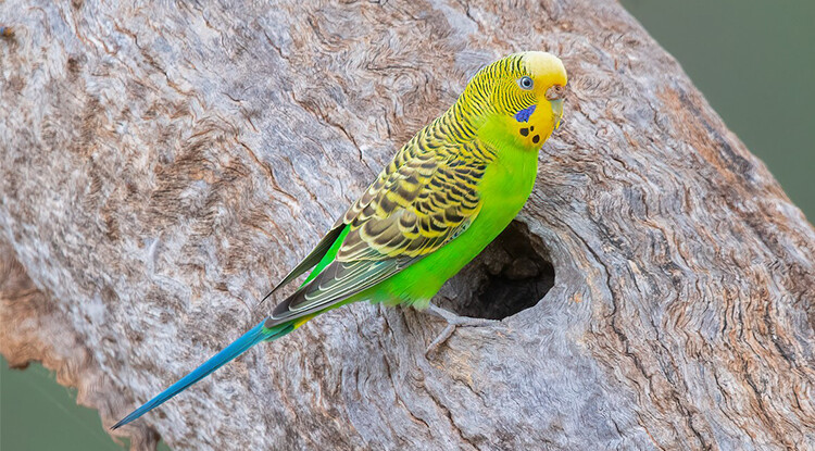Muhabbet Kuşu Beslenme Önerileri ve Kuşlarda Kabuksuz Yem Tüketimi