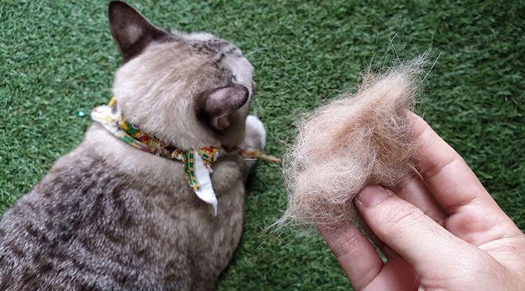 Kedim Aşırı Tüy Döküyor, Ne Yapmalıyım? - Kediler Neden Çok Tüy Döker?