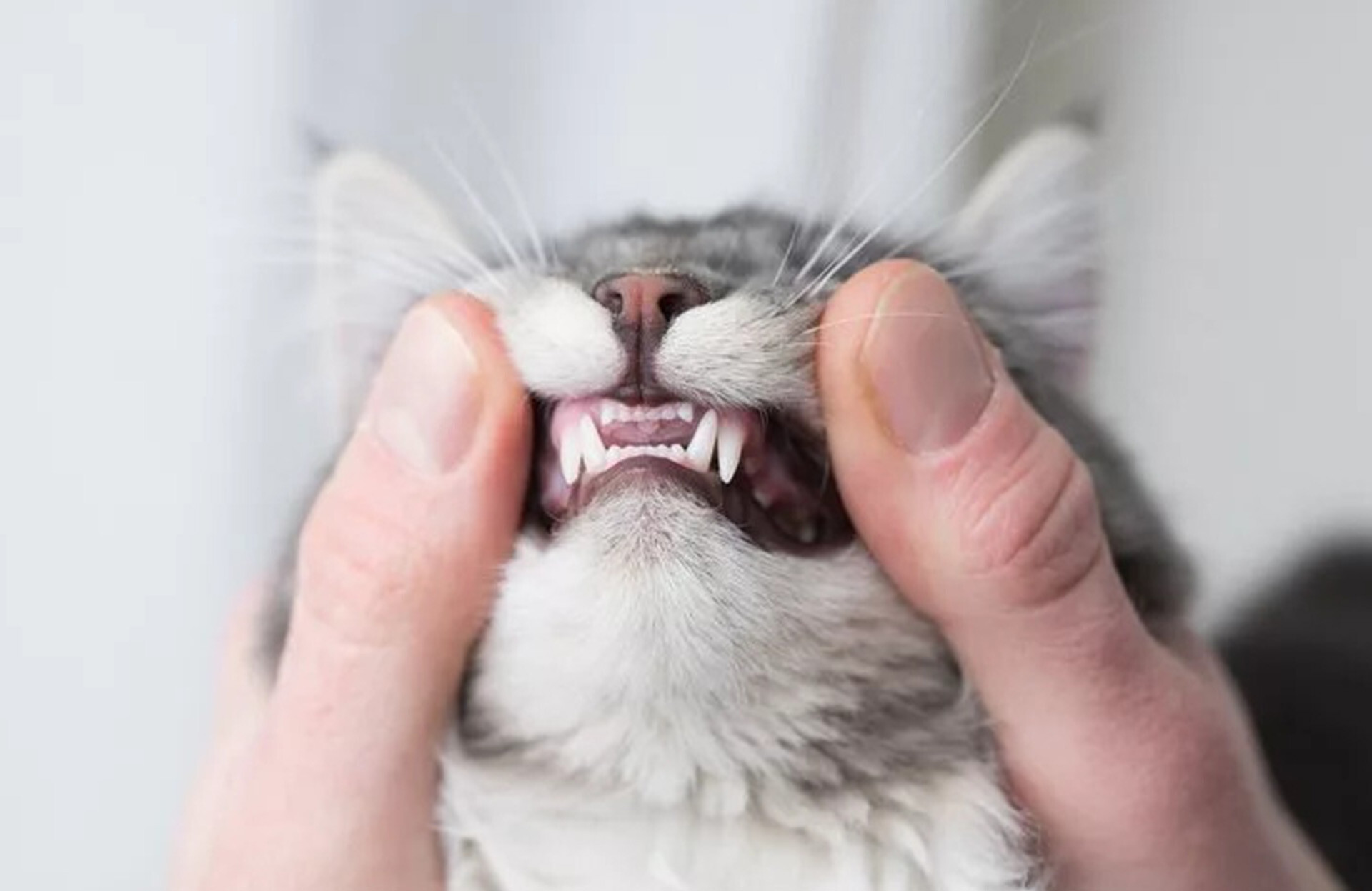 Kedilerde Damak Yarığı