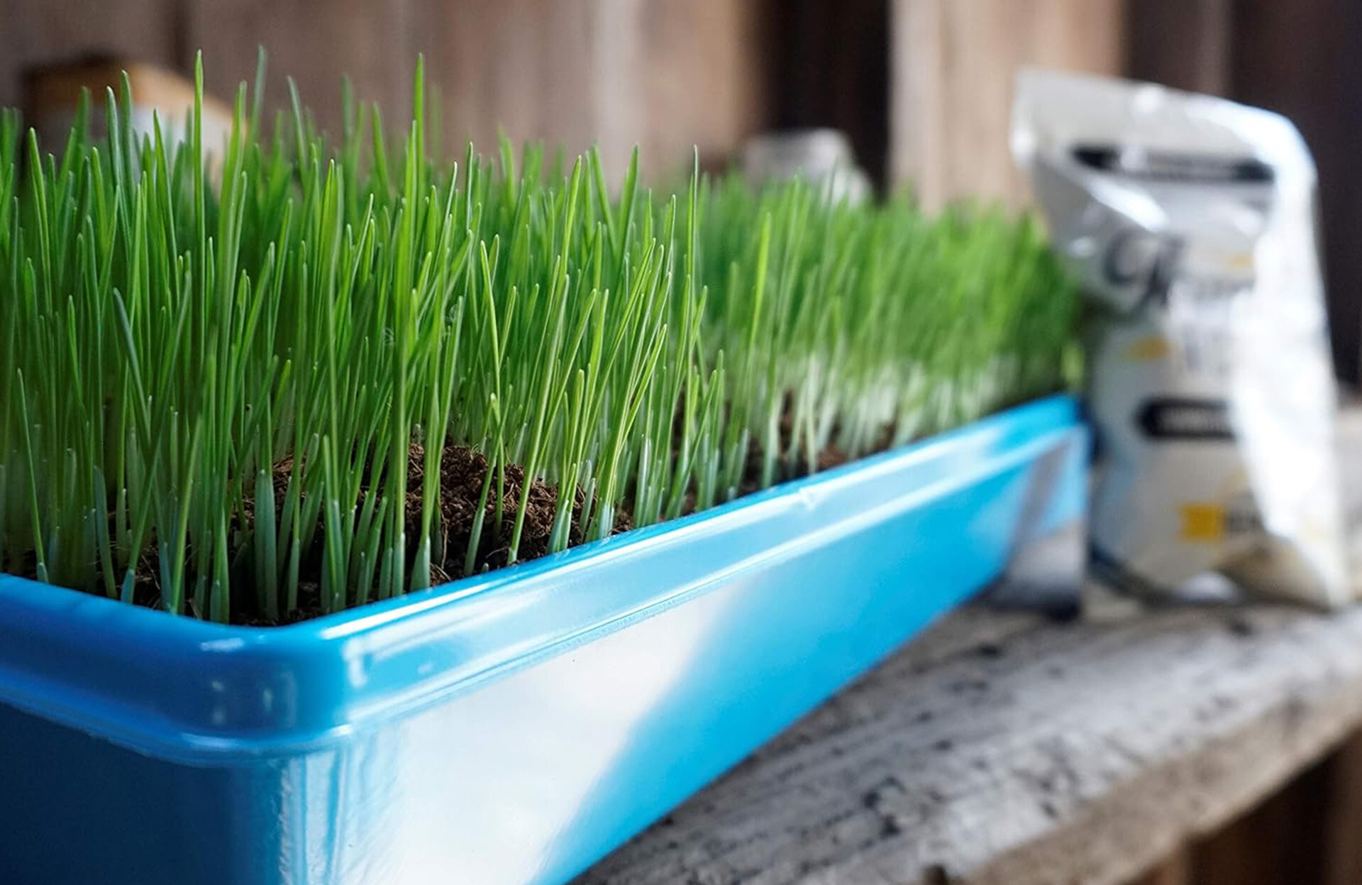 Kedi Çimi Nedir ve Kedi Çimi Ne İşe Yarar ?