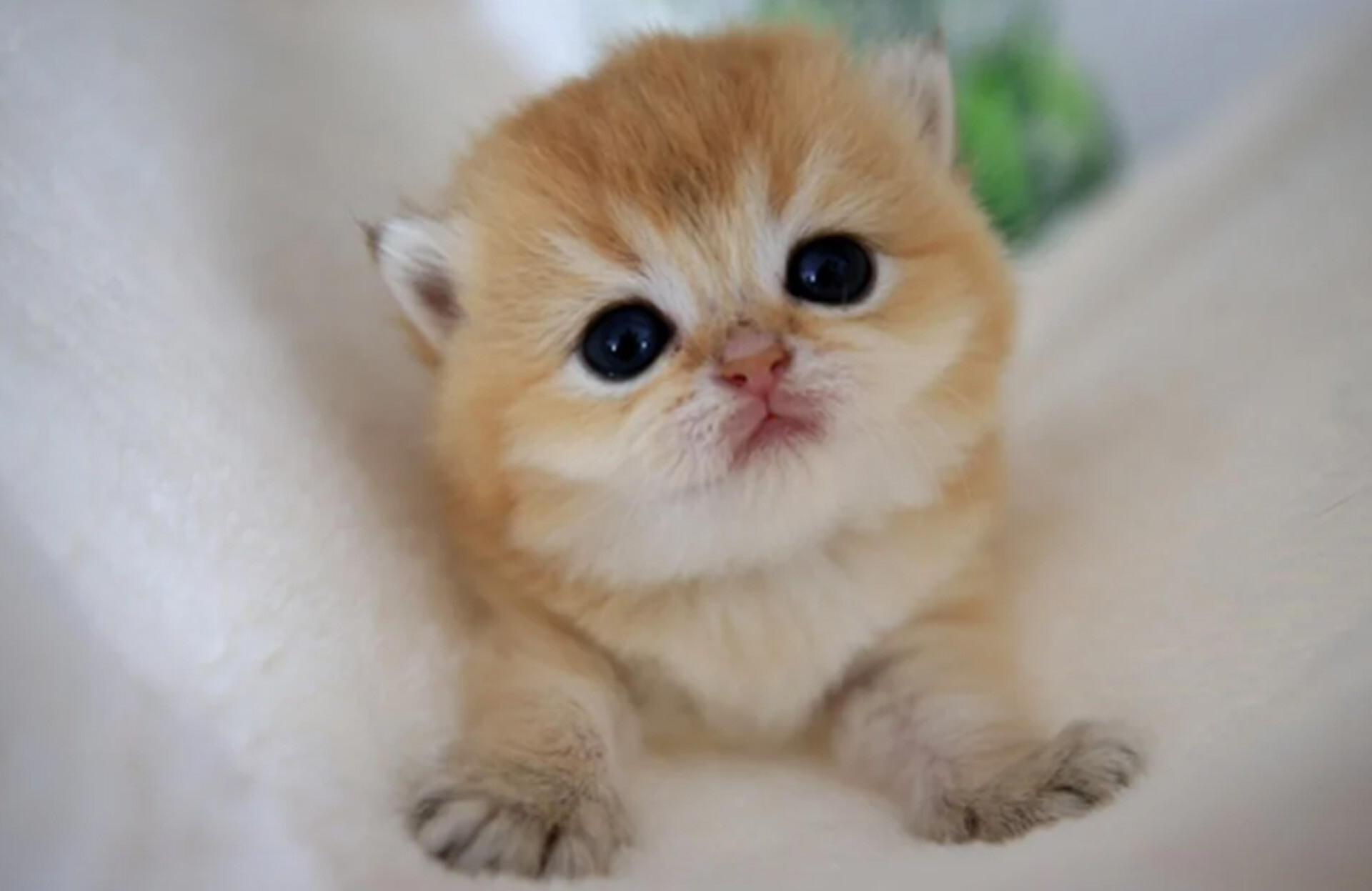 Kediler Kedi Kumuna Nasıl Alıştırılır?