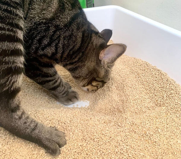 Kedi Kumu Nasıl Olmalıdır - Kediler İçin Kum Seçimi Nasıl Yapılmalıdır?
