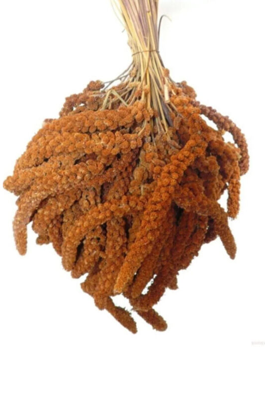 Petdoys Kuşlarınız Için Taze Yeni Mahsül Doğal Dal Darı - 500 Gram - 2
